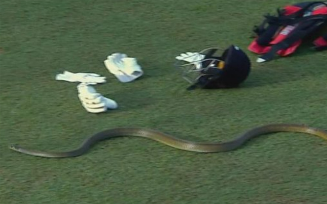  WATCH: Snake enters field during GG vs DA match in LPL 2023