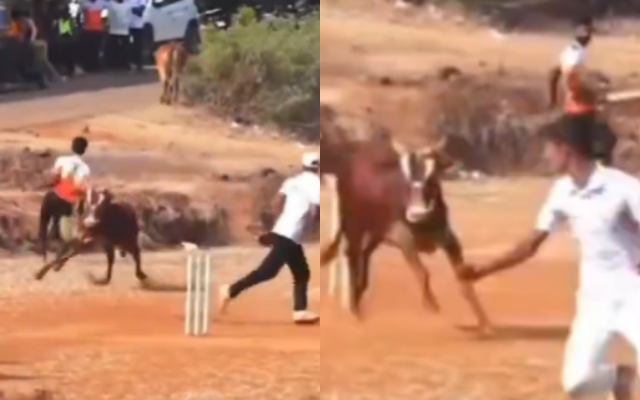  WATCH: Cricket match turns into a ‘Bullfight’ on the field, video goes viral on internet